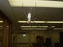 Nephila_pilipes_F2013_Z_90_Oaklands Park_Australie